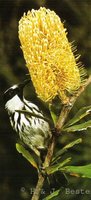 White-cheeked Honeyeater - Phylidonyris nigra