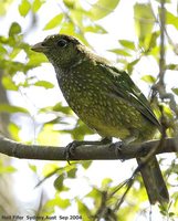 Green Catbird - Ailuroedus crassirostris