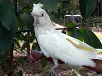 Philippine Cockatoo - Cacatua haematuropygia