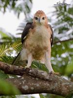 Philippine Hawk-Eagle Spizaetus philippensis Endemic Vulnerable