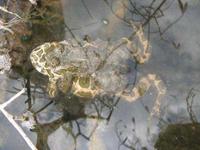 : Bufo viridis; Green Toad (mating)