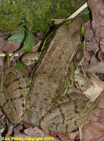 : Rana clamitans; Green Frog