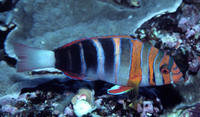 : Choerodon fasciatus; Harlequin Tuskfish
