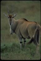 : Tragelaphus oryx; Eland
