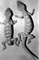 : Cyrtodactylus battalensis; Battle Plump Gecko
