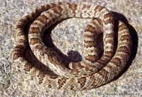 : Trimorphodon biscutatus lyrophanes; Baja California Lyre Snake
