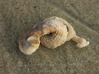 : Serpulorbis squamigerus; Scaled Worm Shell