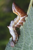 Notodonta ziczac - Pebble Prominent