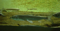 Coregonus albula, Vendace: fisheries, aquaculture