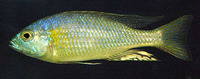 Otopharynx argyrosoma, : aquarium