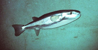 Lagocephalus lagocephalus lagocephalus, Oceanic puffer: fisheries, gamefish