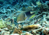 Choerodon anchorago, Orange-dotted tuskfish: fisheries, aquarium