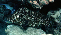 Dermatolepis striolata, Smooth grouper: fisheries
