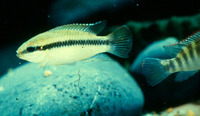 Pelvicachromis roloffi, :