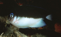 Genicanthus semicinctus, Halfbanded angelfish: aquarium
