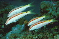 Parupeneus forsskali, Red Sea goatfish: fisheries
