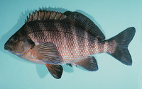 Goniistius spectabilis, Red moki: fisheries