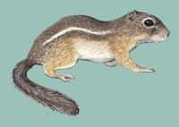 Image of: Ammospermophilus harrisii (Harris's antelope squirrel)