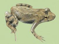 Image of: Acris crepitans (northern cricket frog)