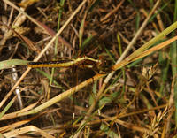 Image of: Libellula cyanea