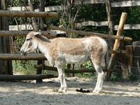 Equus hemionus onager - Onager