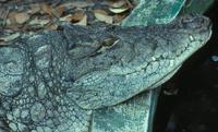 Image of: Crocodylus palustris (mugger)