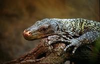 Varanus salvadorii - Crocodile Monitor