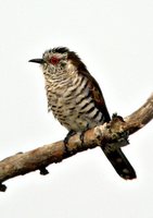 Little Bronze-Cuckoo - Chrysococcyx minutillus