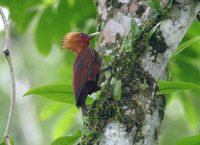 Chestnut-colored Woodpecker - Celeus castaneus