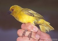 African Golden-Weaver - Ploceus subaureus