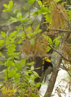 Golden-cheeked Warbler - Dendroica chrysoparia