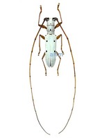 흰염소하늘소 - Olenecamptus subobliteratus
