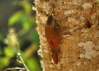 Spot-crowned Woodcreeper  