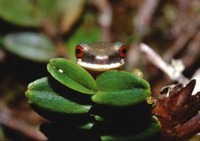 : Duellmanohyla uranochroa; Red-eyed Stream Frog
