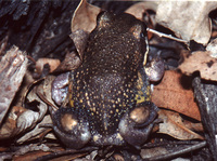 : Limnodynastes dumerilii; Eastern Banjo Frog