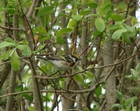 : Dendroica pensylvanica; Chestnut-sided Warbler