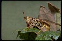 : Climaciella brunnea; Mantislike Lacewing