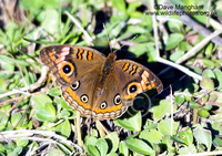 : Junonia evarete; Mangrove Buckeye Butterfly