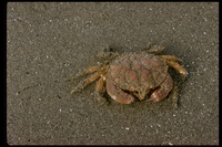: Cancer oregonensis; Oregon Cancer Crab