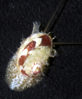 : Stomatella rosaceus