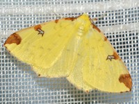 Opisthograptis luteolata - Brimstone Moth