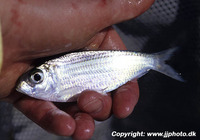 Harengula jaguana, Scaled herring: fisheries