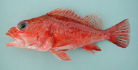 Pontinus accraensis, Ghanean rockfish: fisheries