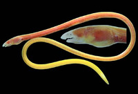 Phaenomonas pinnata, Elastic eel: