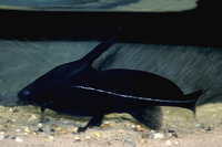 Bagrichthys macracanthus, Black lancer catfish: