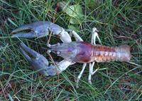 Image of: Orconectes rusticus (rusty crayfish)