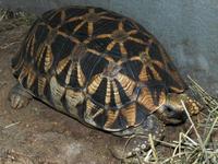 Geochelone platynota - Burmese Star Tortoise