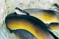 Leiopython albertisii - White-Lipped Python