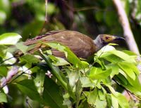Grey-necked Friarbird - Philemon subcorniculatus