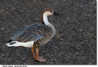 Swan Goose - Anser cygnoides